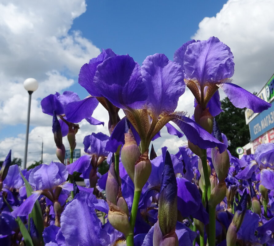 Ирисы - PRP 