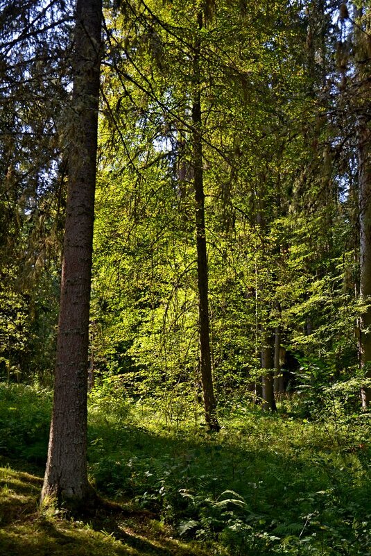 МИХАЙЛОВСКОЕ. - Виктор Осипчук