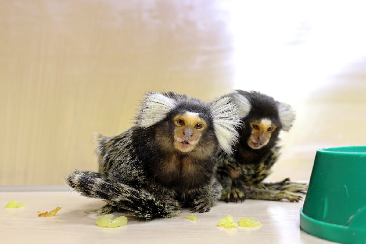 В контактном зоопарке - Ольга 