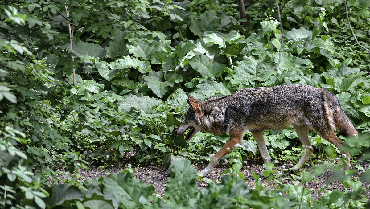 За капустой или за козлами? - Alexandеr P