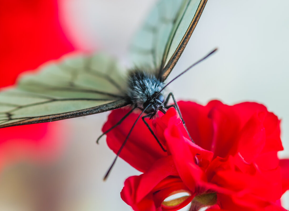 Утреннее опыление - Олег Загорулько