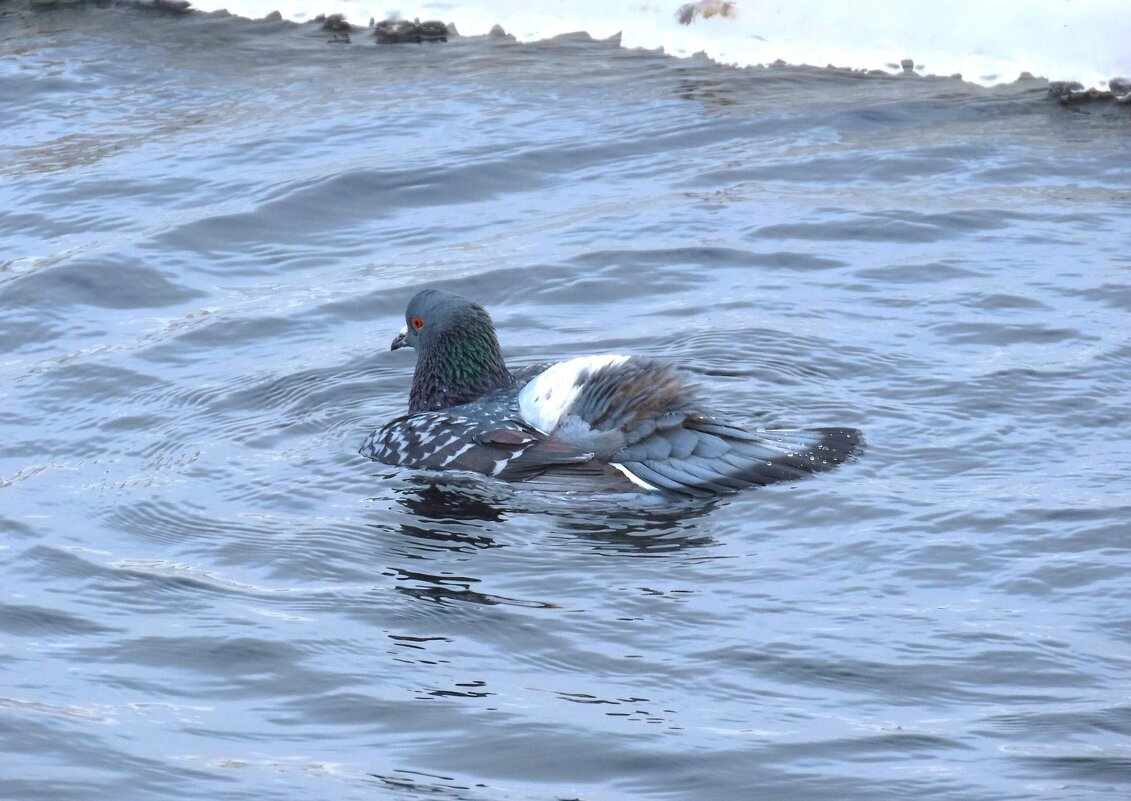 Плыви за мной! - Ольга Митрофанова