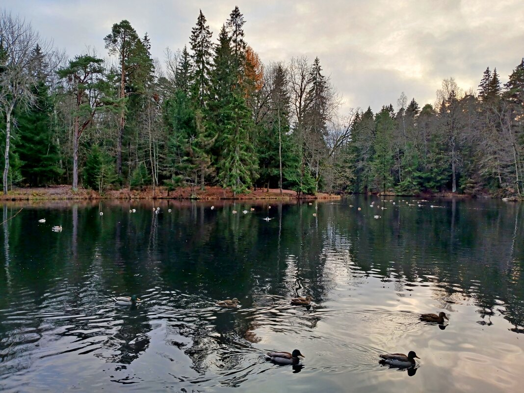 Любимое озеро уток. - Лия ☼ Любимое озеро уток. - Лия ☼