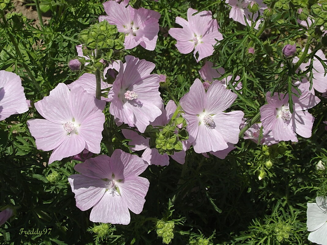 Мускусная мальва - Freddy 97