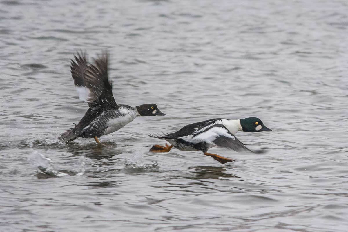 Полундра! Фотограф идет! - Nik Lovec
