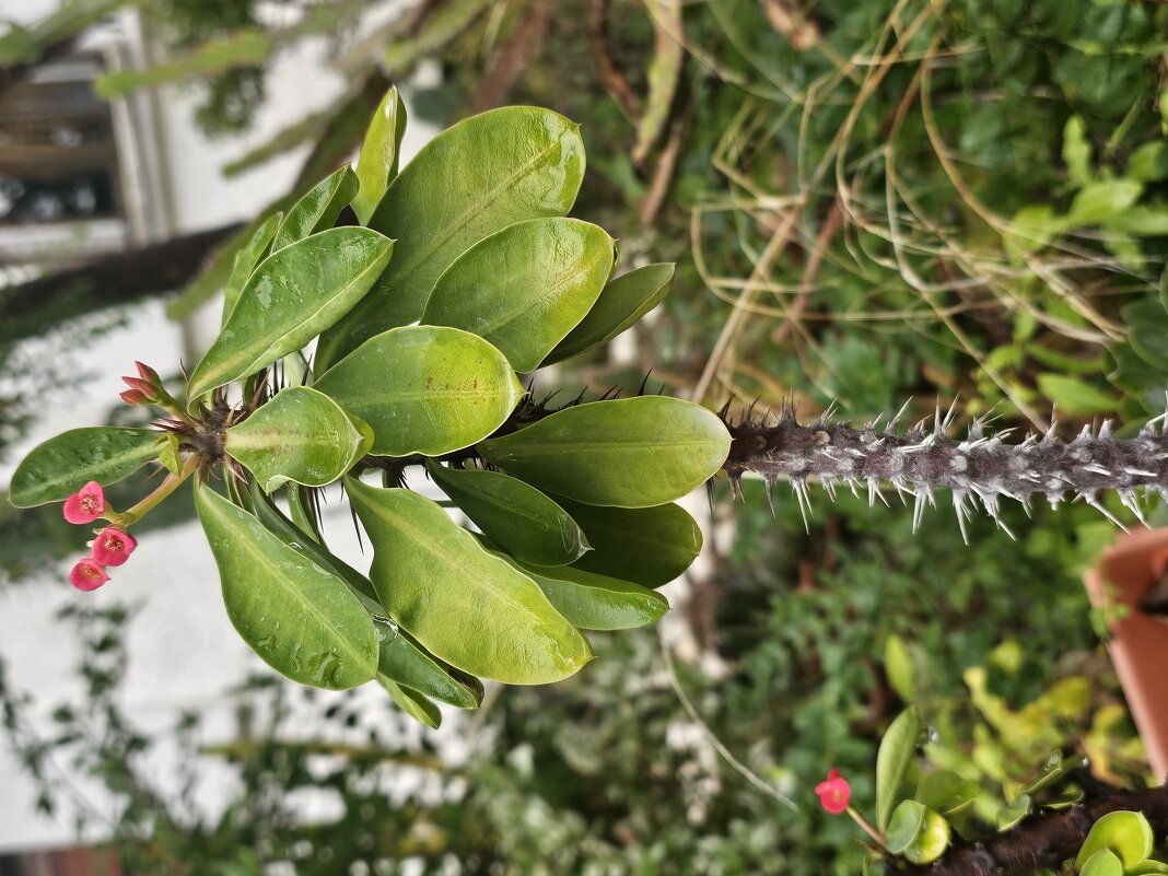 Молочай Миля - Аркадий Басович