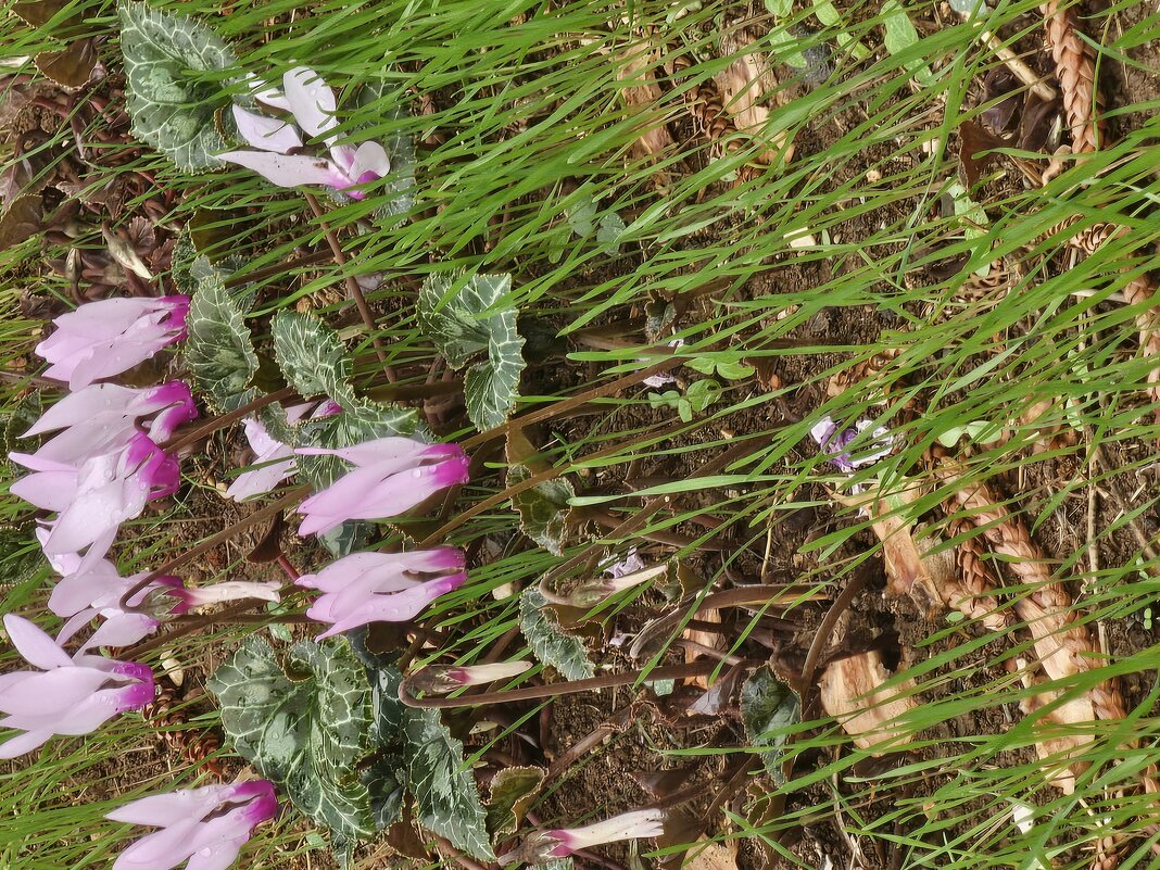 Декабрьские цветы - Аркадий Басович