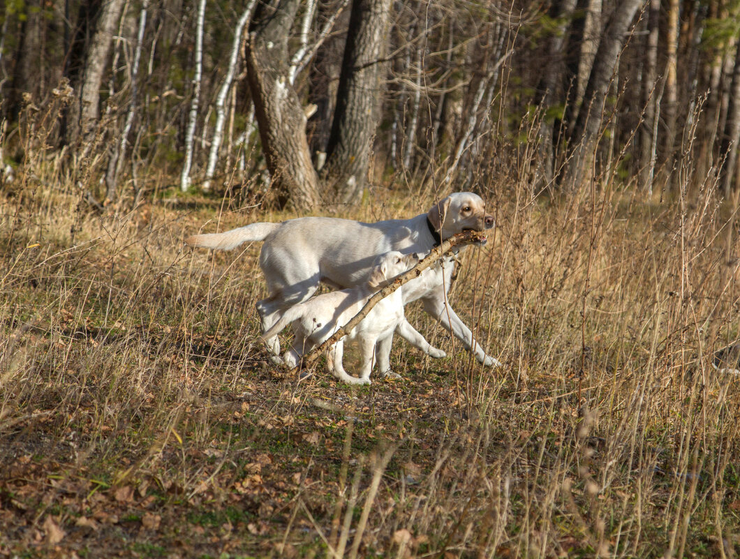 Вместе весело... - Андрей Пристяжнюк