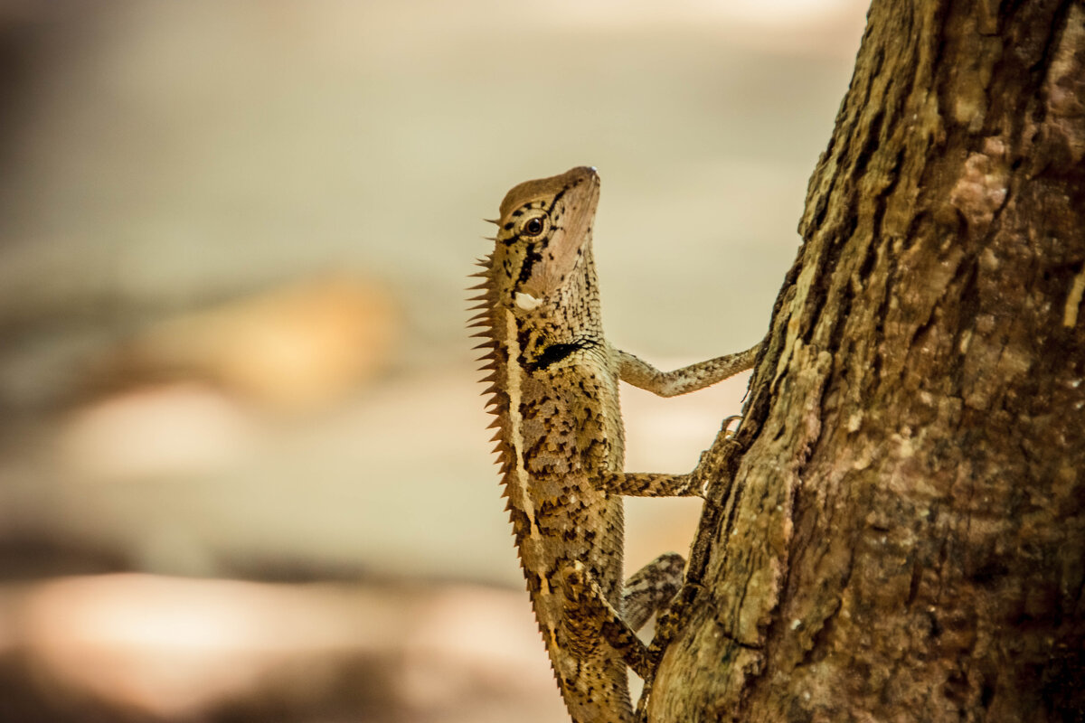 Ящерка - Максим 