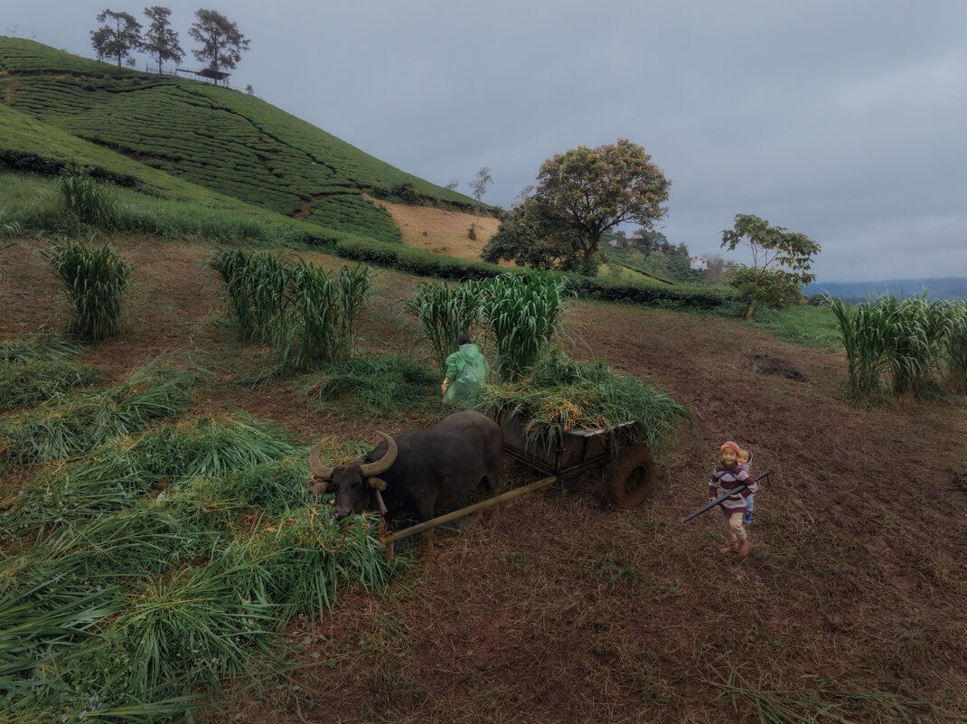 Сельскохозяйственные работы, или Фото о наблюдателях, которые наблюдали, как за ними наблюдают - Дмитрий Шишкин