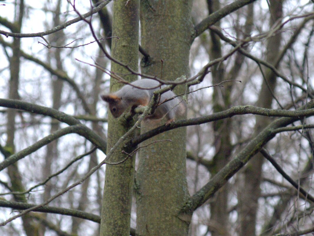 Фотоохота на белку - Сергей Владимирович Егоров