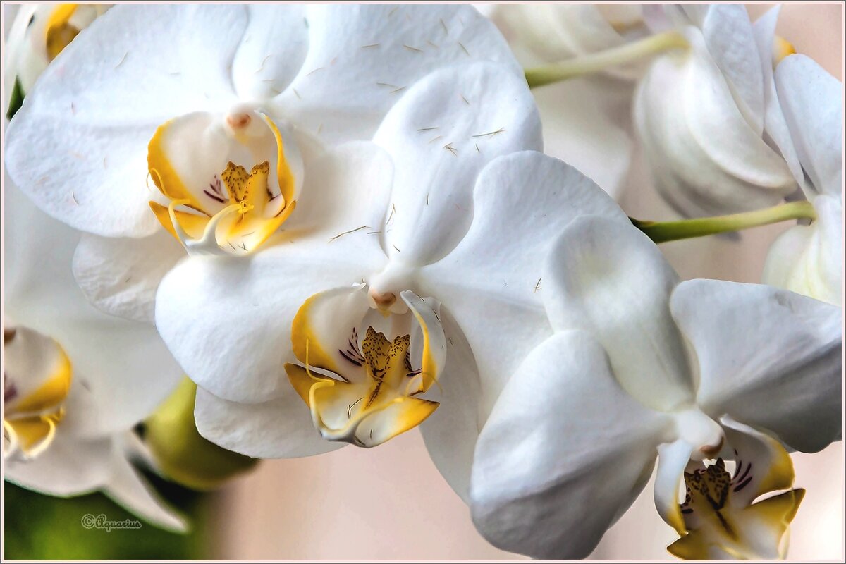 Про цветы... - Aquarius - Сергей