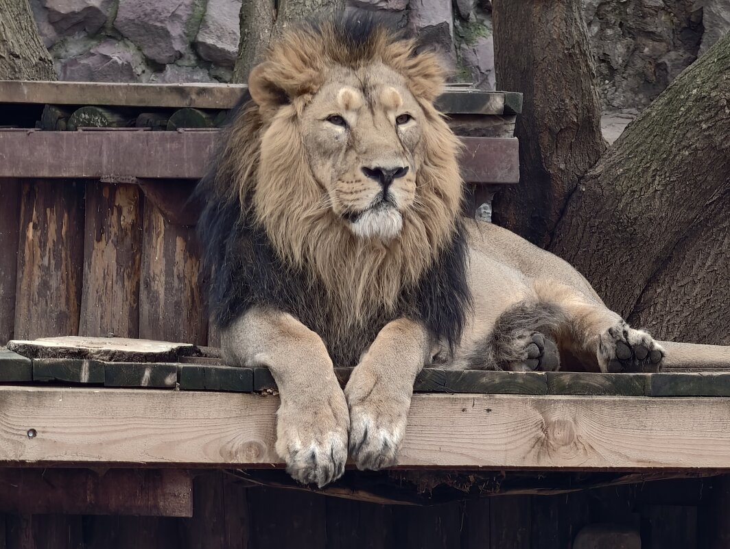 Азиатский лев - <<< Наташа >>>