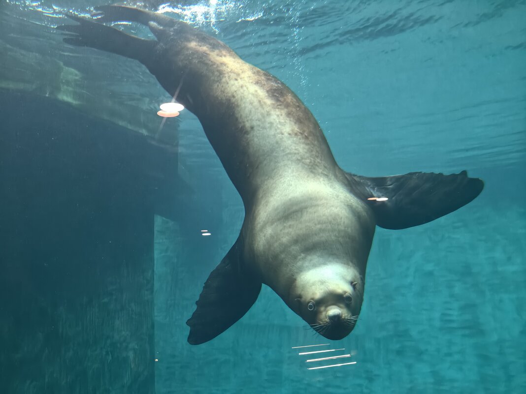 Сивуч - <<< Наташа >>>