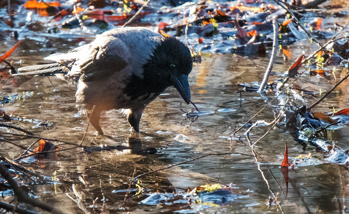 ... - Владимир Безбородов