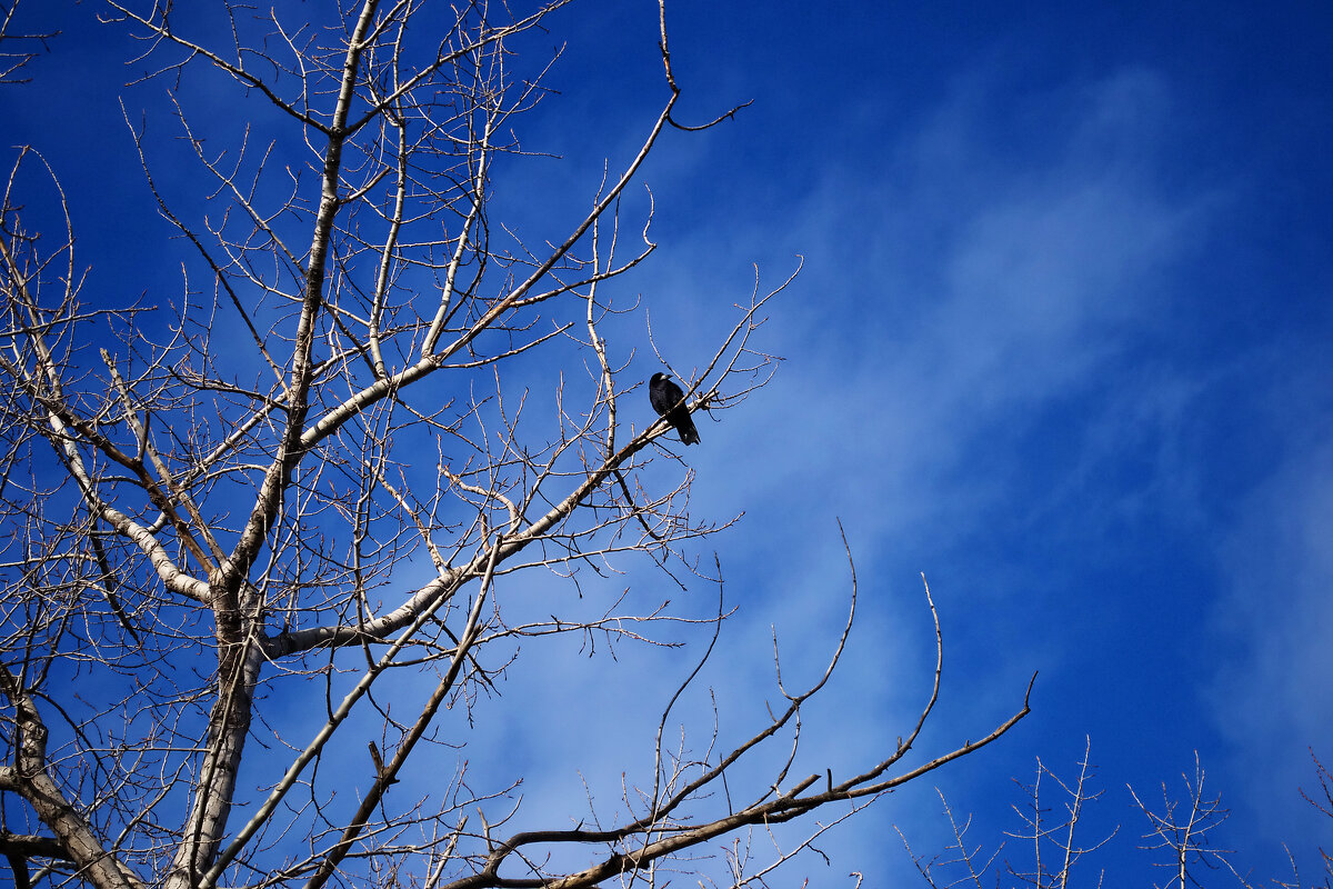 Ворон - Александр Лычагин