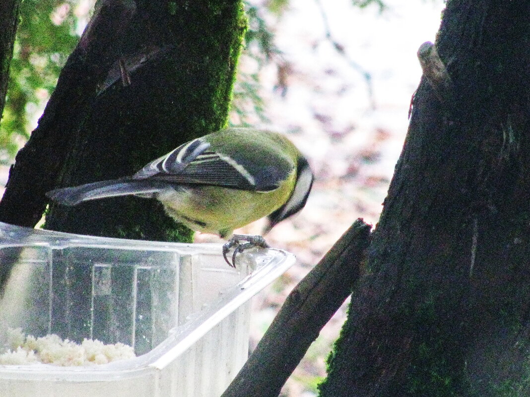 Такие вкусные семечки - Людмила Смородинская