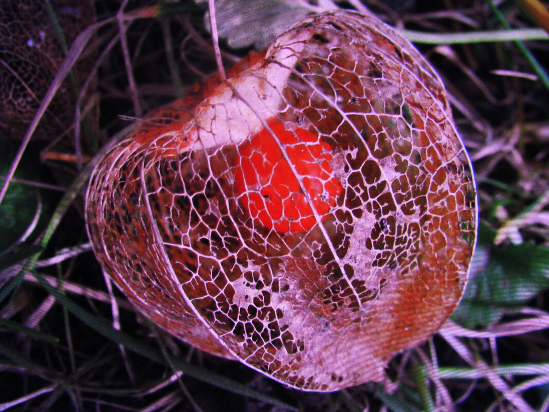 Красота - Людмила Смородинская