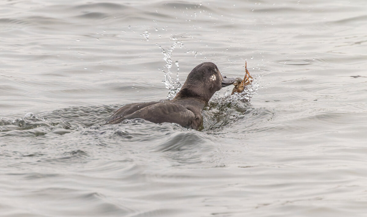 турпан. - юрий макаров