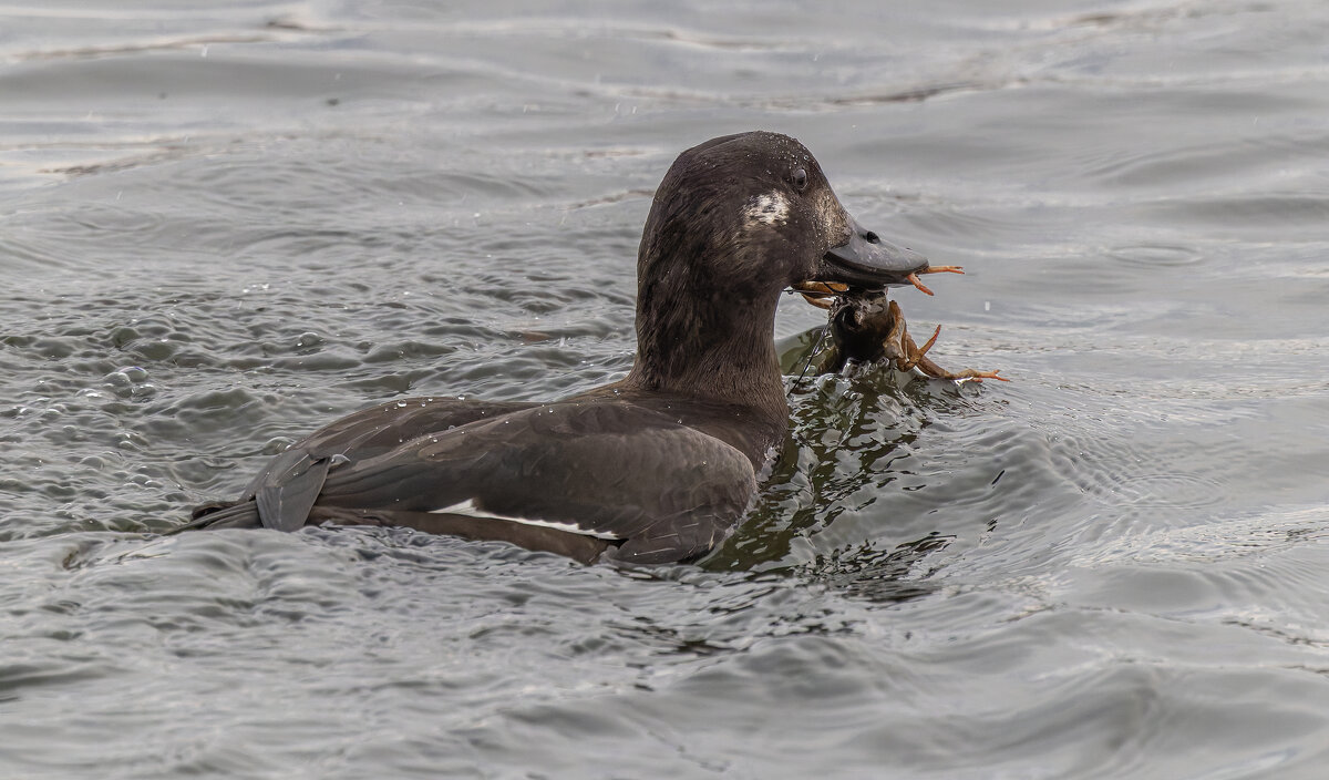 турпан. - юрий макаров