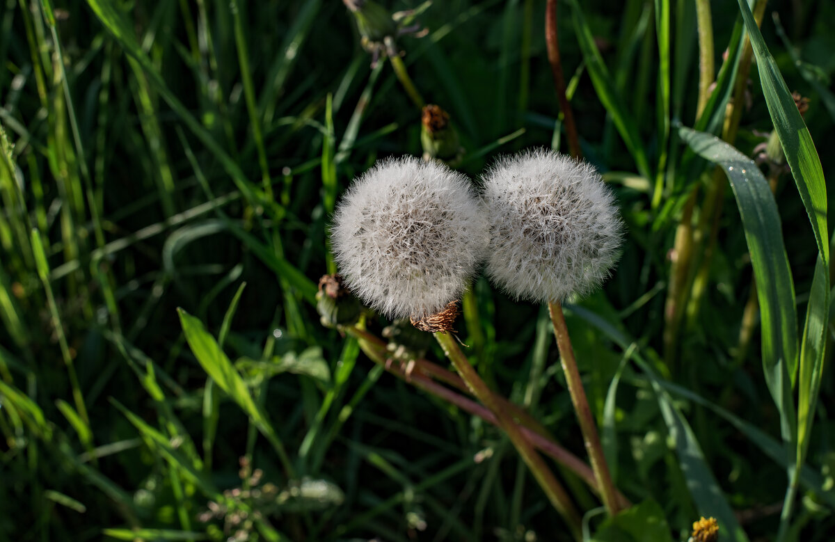 Обнимашки - Петр 