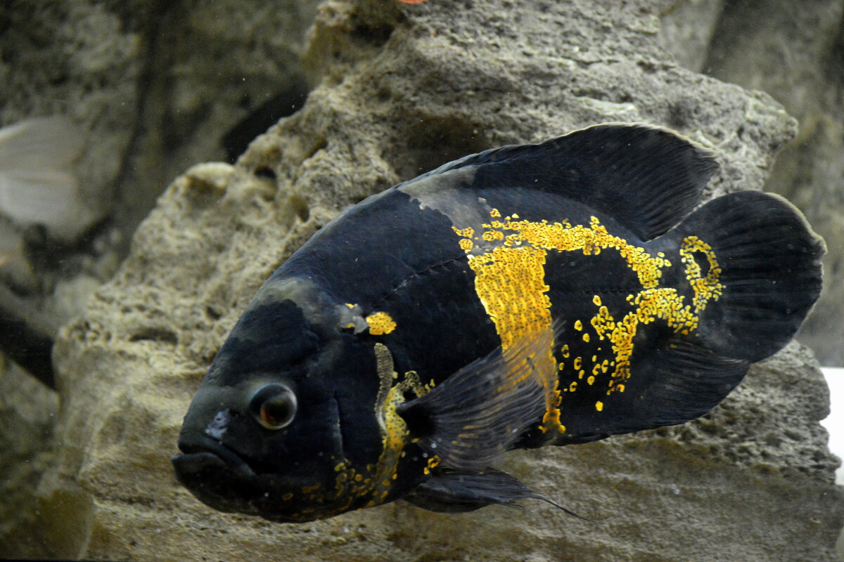 Суровый рыб) - тропическая циклида астронотус - Татьяна Лютаева