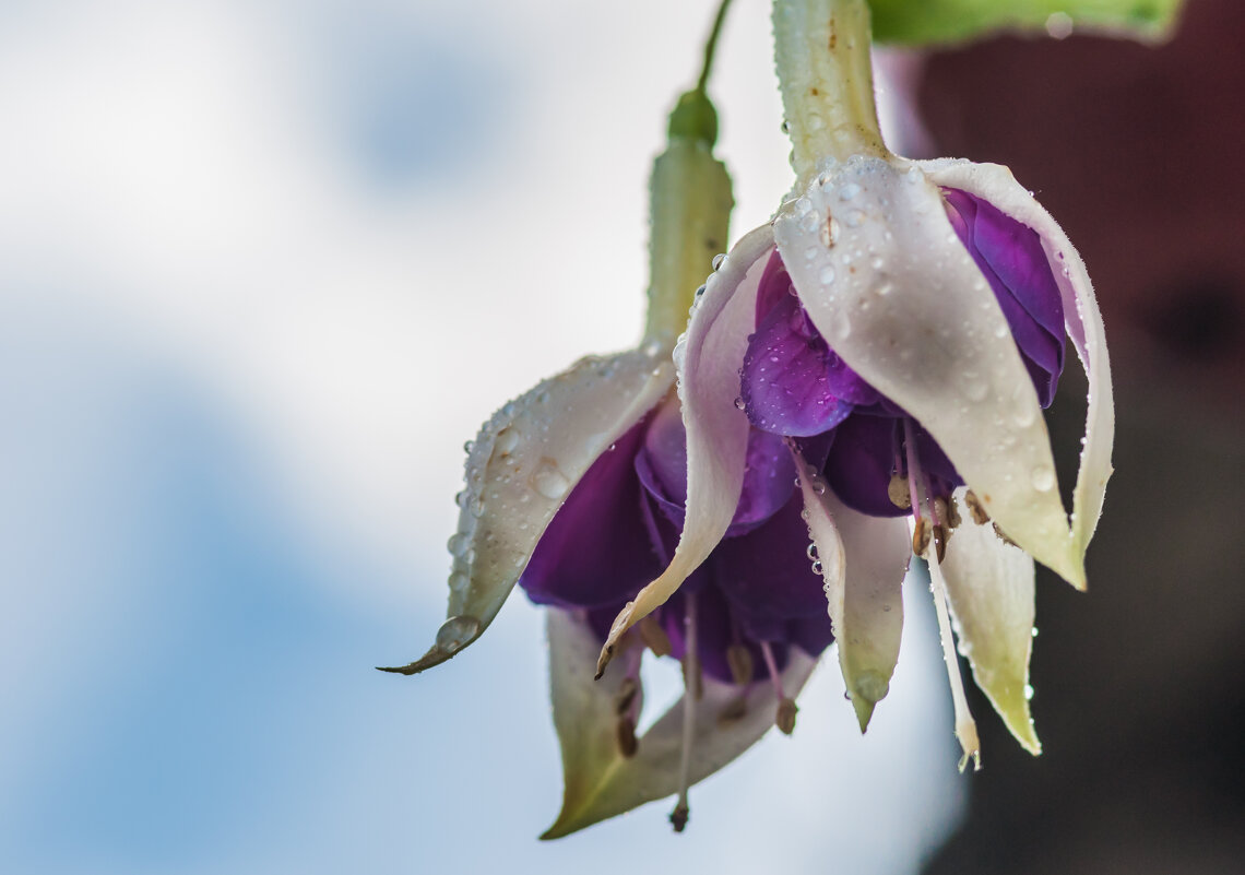 утренняя роса - Олег Загорулько