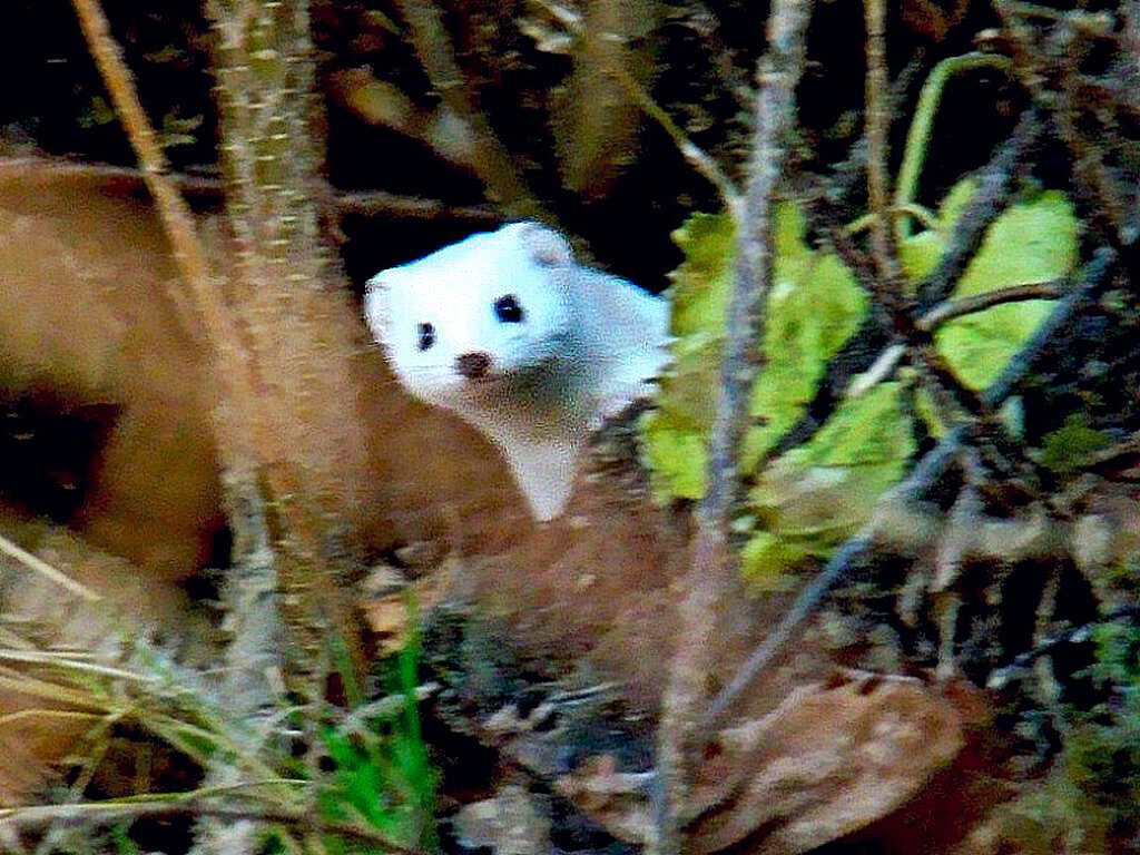 ласка - gawrilа - dan