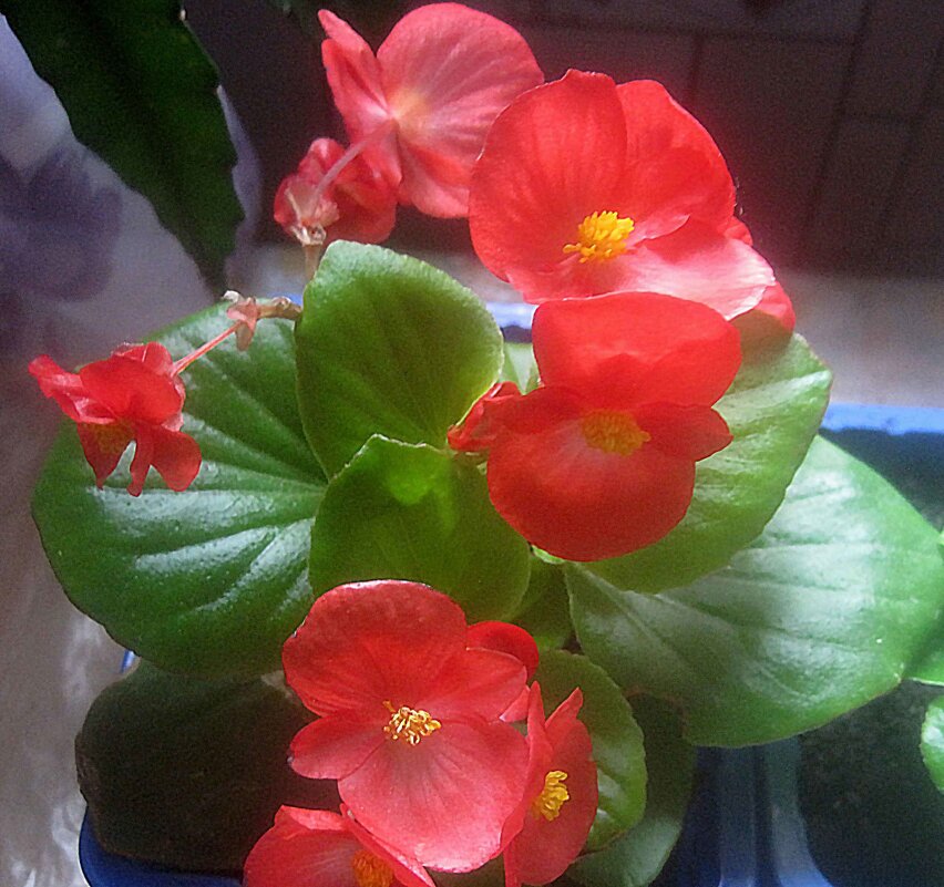 Бегония - Елена Семигина