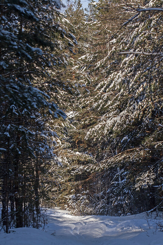 Леес - Андрей Пристяжнюк