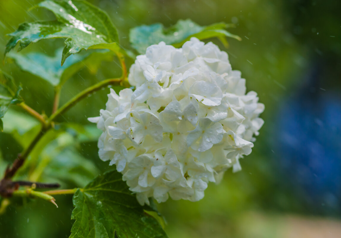 Мелкий дождь и гортензия - Олег Загорулько Мелкий дождь и гортензия - Олег Загорулько