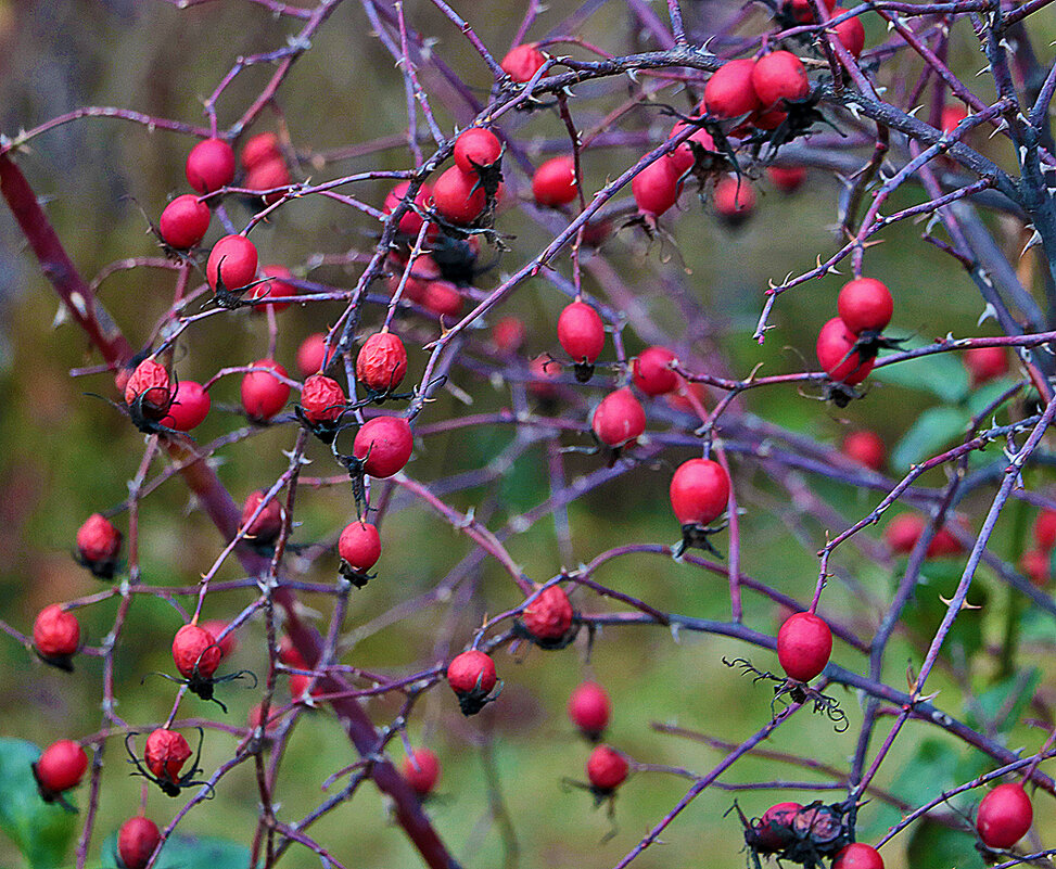 Урожай шиповника - Светлана 