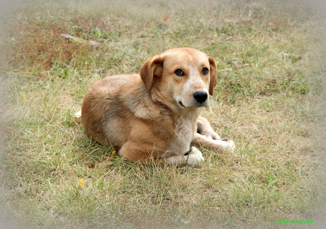 С Днём дворняги! - Андрей Заломленков