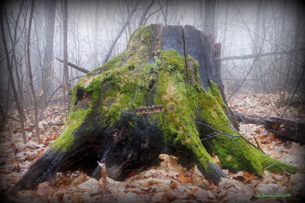 Про лесные артобъекты...:-) - Андрей Заломленков