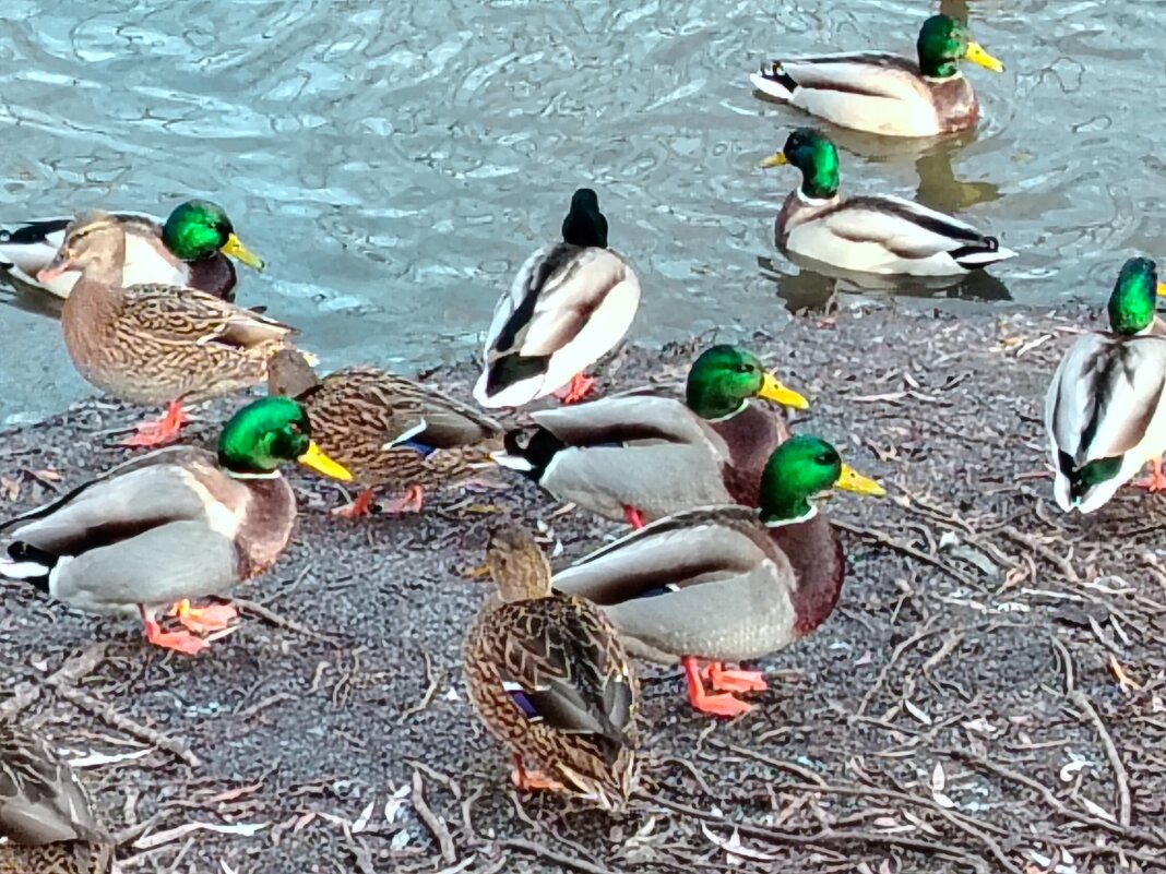 Изумрудные головки - Надежда 