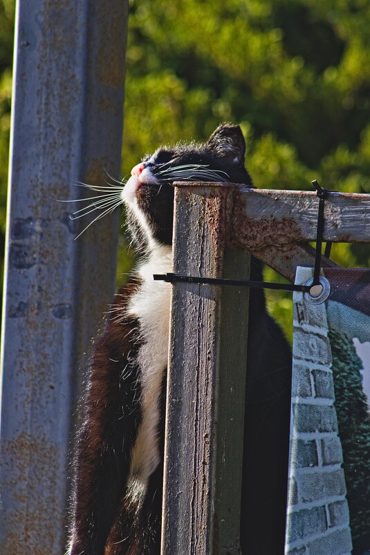 В лучах декабря. - Giant Tao /