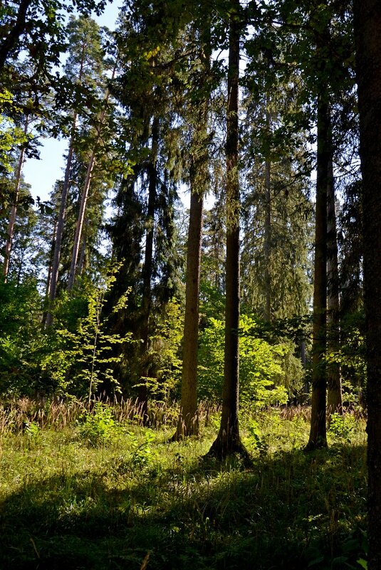 МИХЙЛОВКОЕ. - Виктор Осипчук МИХЙЛОВКОЕ. - Виктор Осипчук