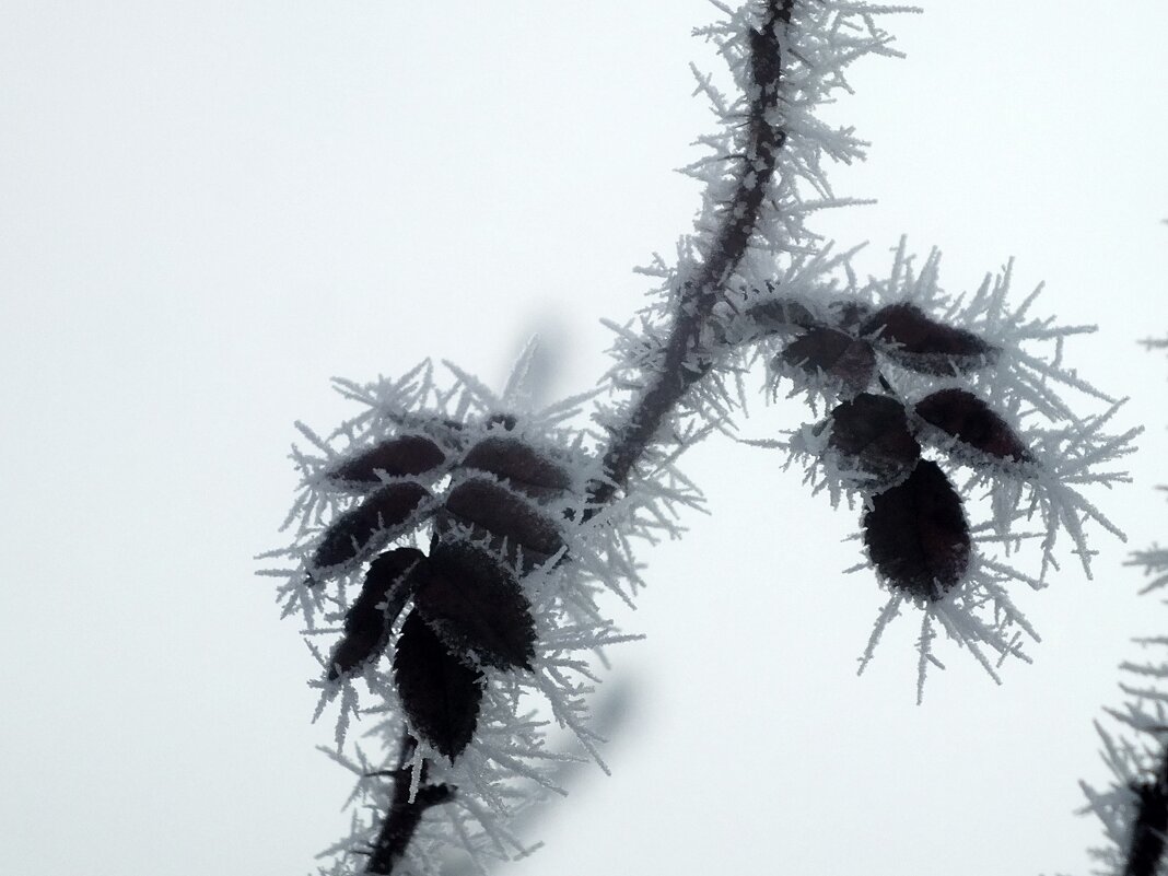 ** - Зоя Мишина ** - Зоя Мишина