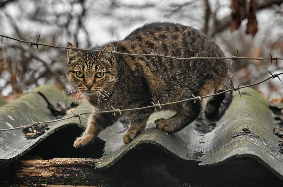 Хочу на свободу... - Николай Саржанов