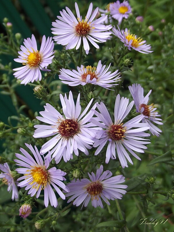 Сентябринки - Freddy 97