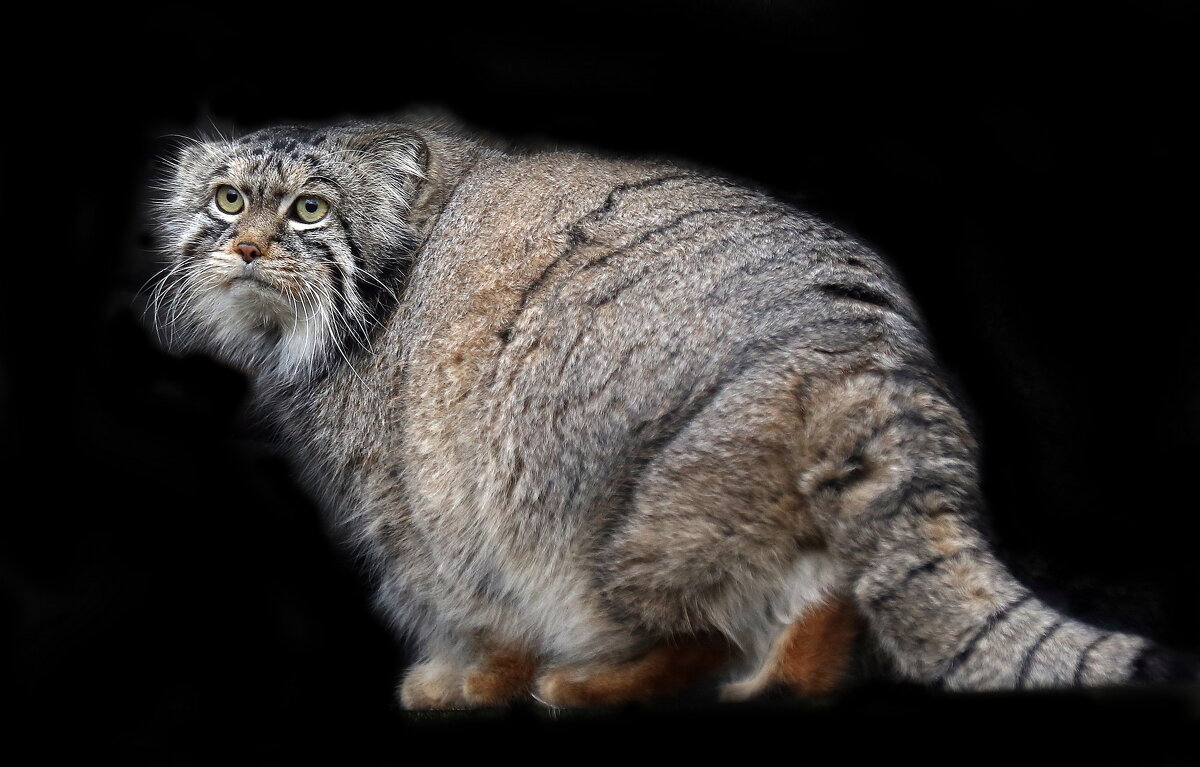 манул - Михаил Бибичков