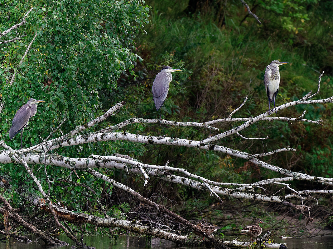 На троих... - Вячеслав Алтай