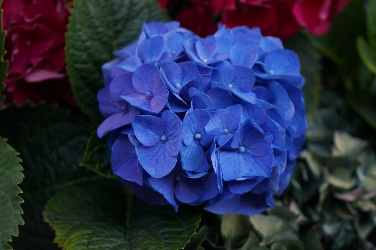 *** - Алёна Савина