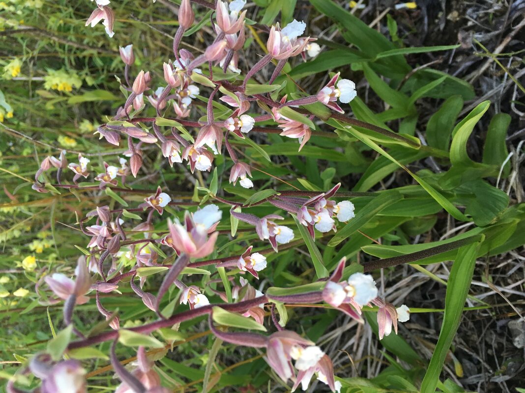 Дикая орхидея - Ольга Савельева 