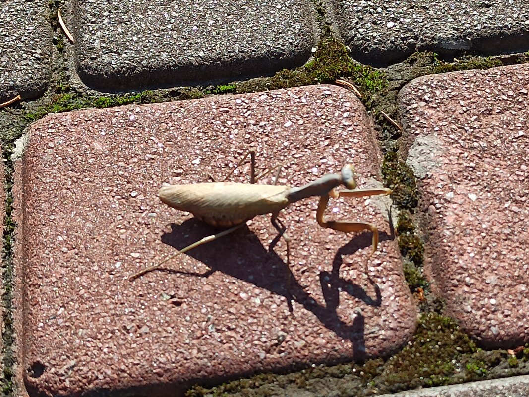 Крымский богомольчик - Галина 