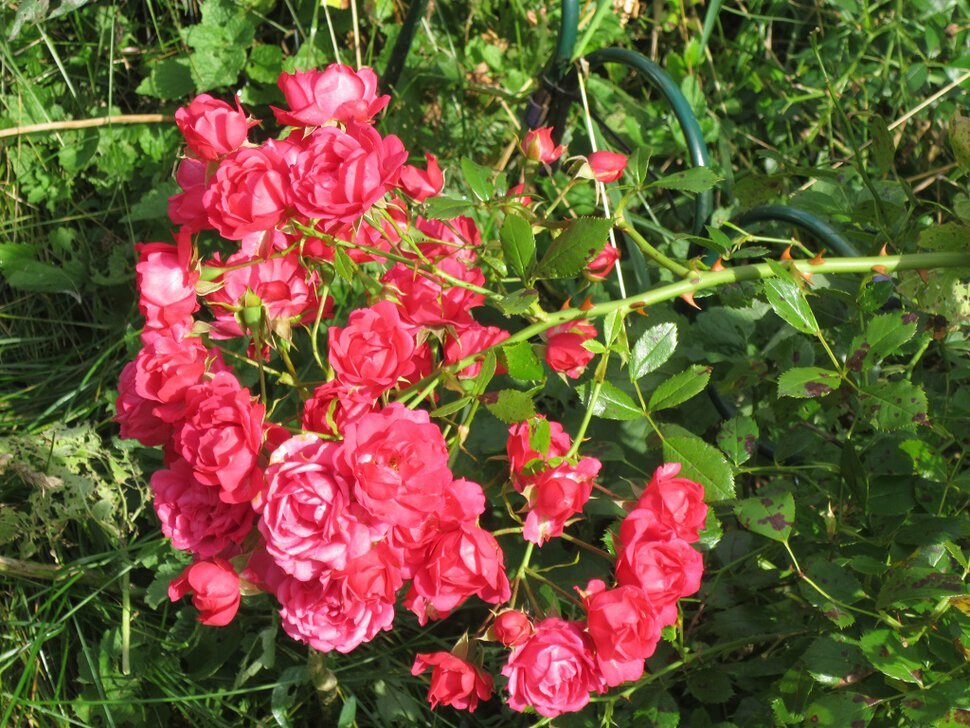 Ветка роз - Дмитрий Никитин Ветка роз - Дмитрий Никитин