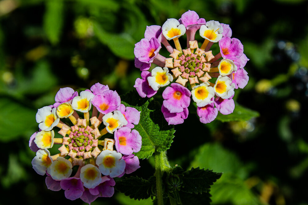 Вербена лантана - Светлана SvetNika17 Вербена лантана - Светлана SvetNika17