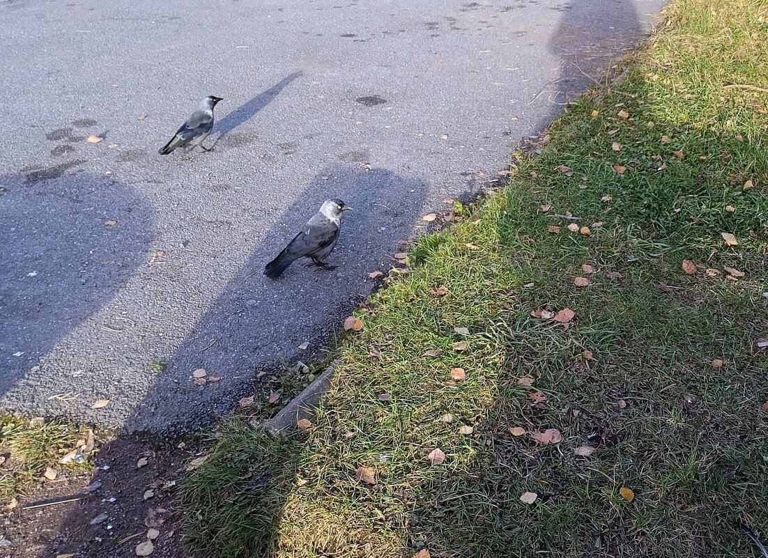 Галочки попрошаечки. :) - Ирина ***