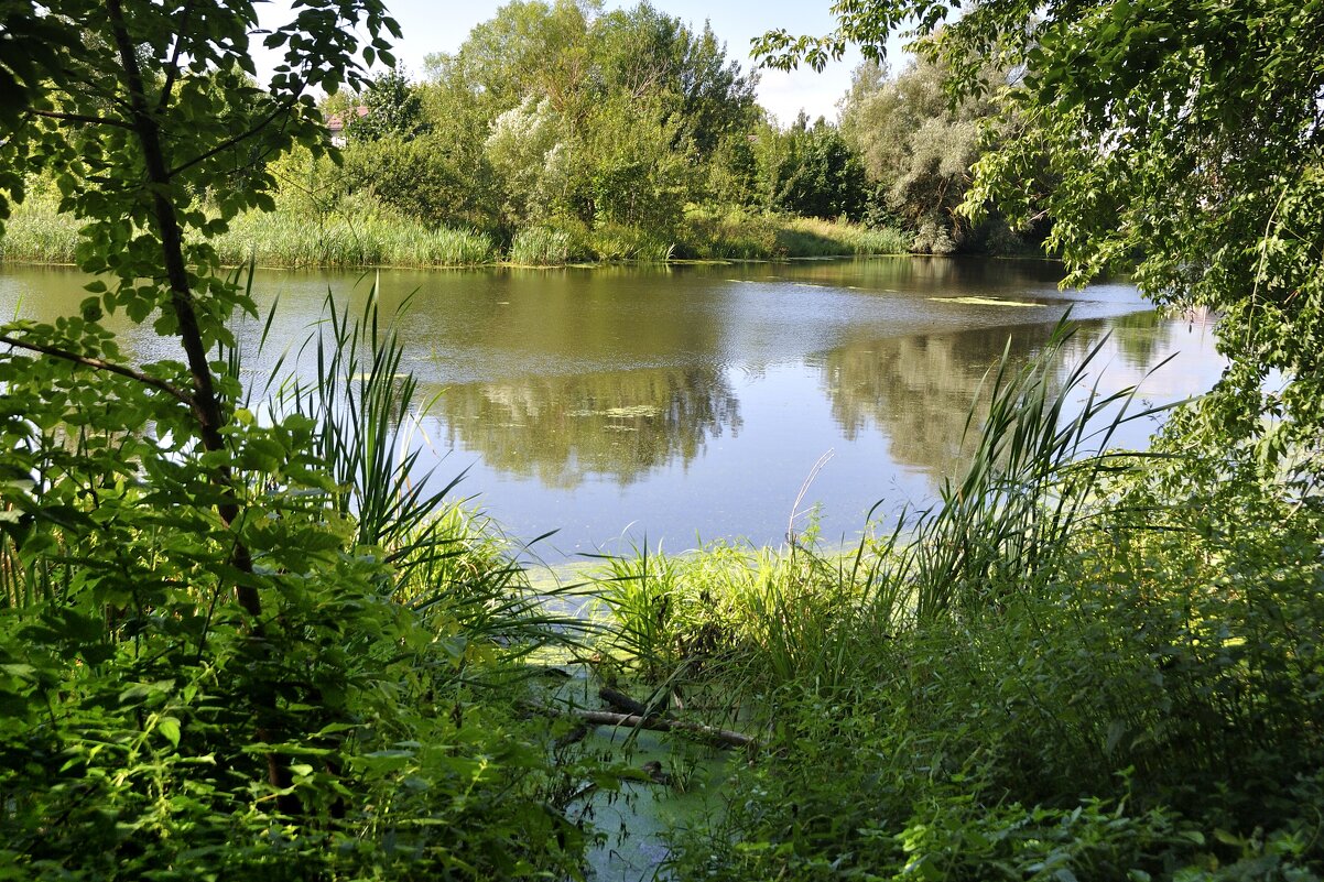 Заросший прудик - Марина Виноградова
