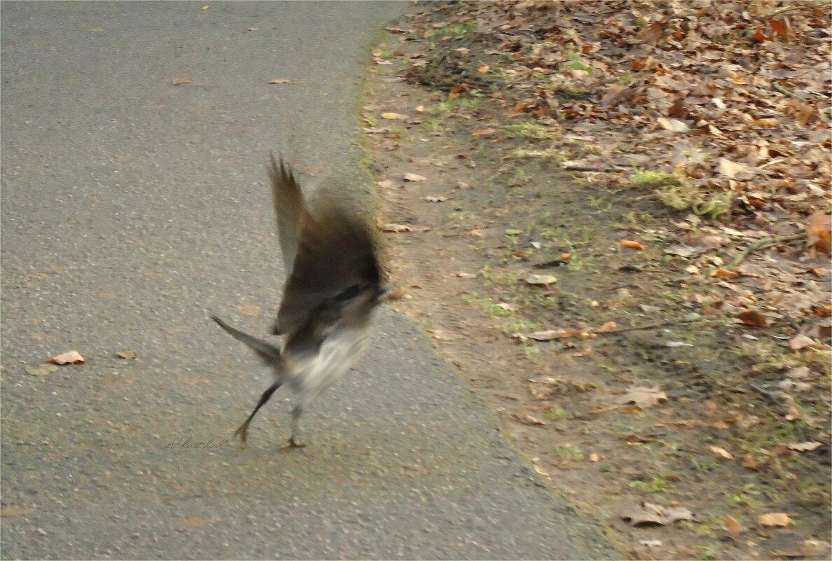 птичка угадывается по полёту, а не по помёту :-)) - sv.kaschuk 
